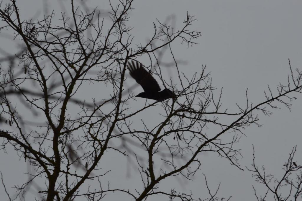 Krähe im Baum