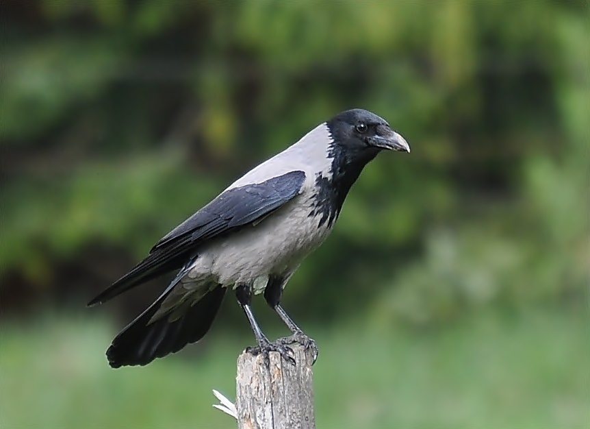 Krähe