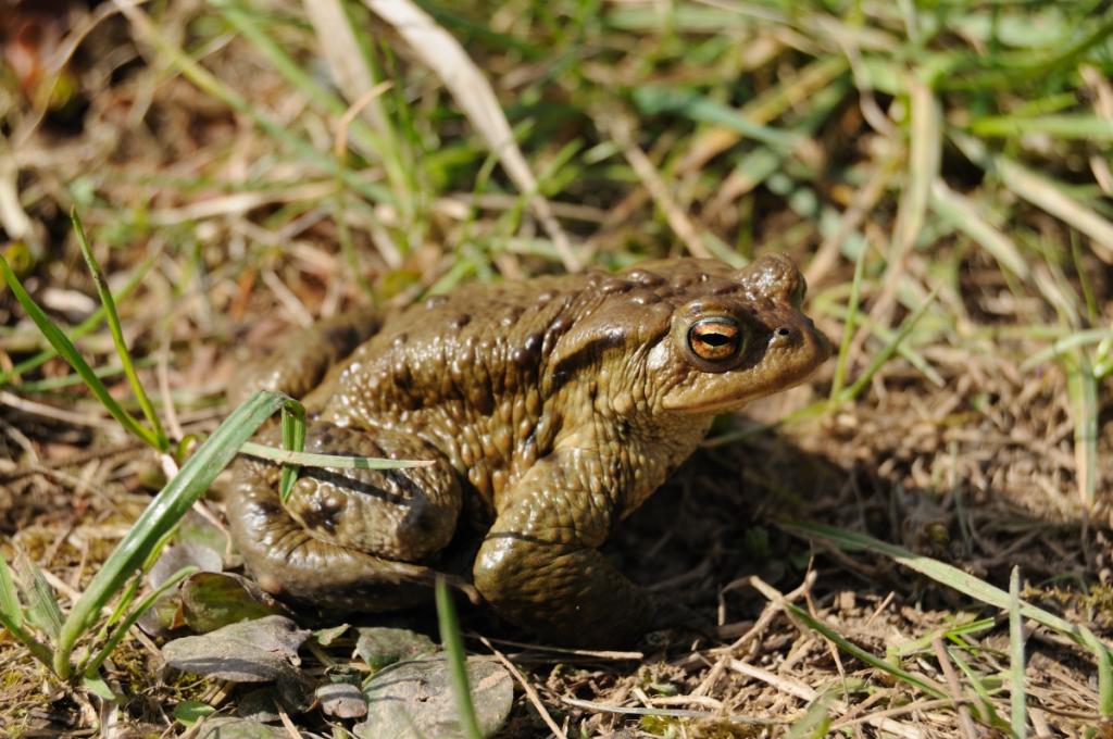 Kröte im Garten 1