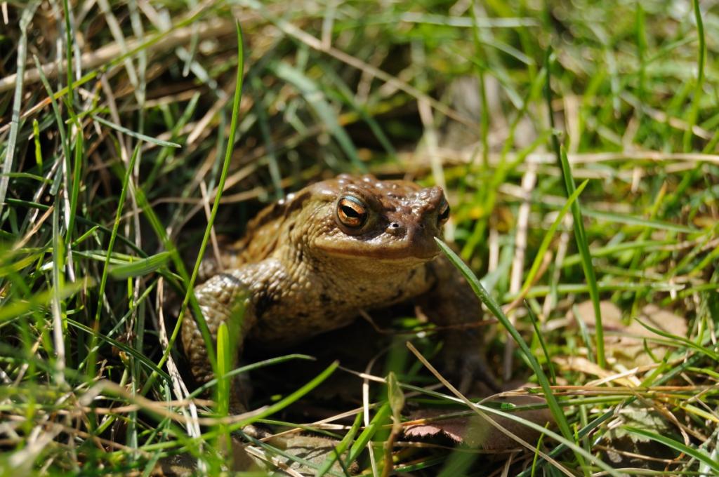 Kröte im Garten 2