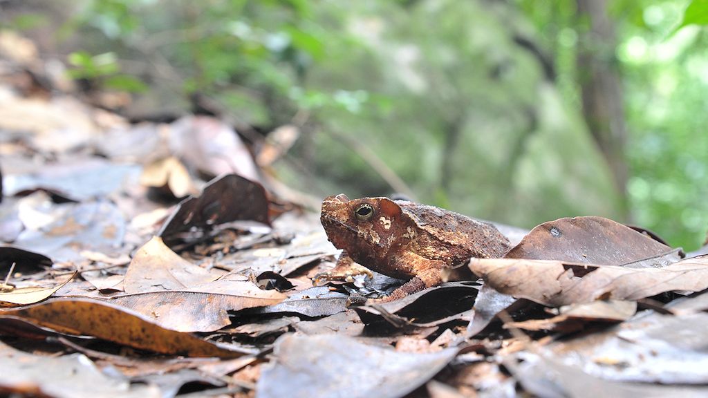 Kröte im Iwokrama Rainforest
0792