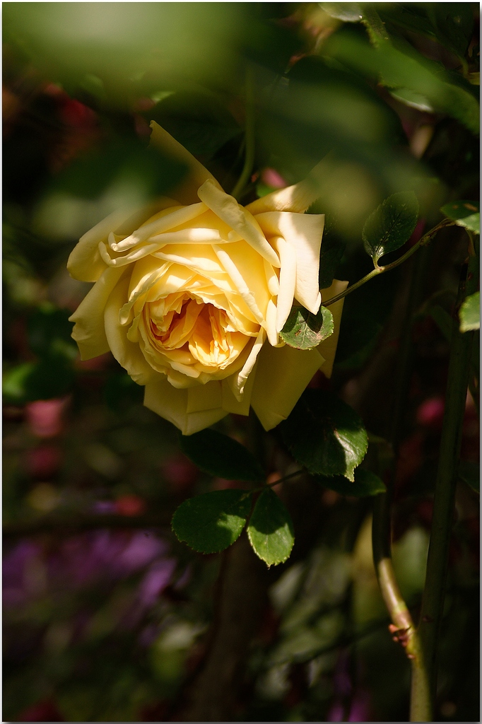 KR DSC 0266