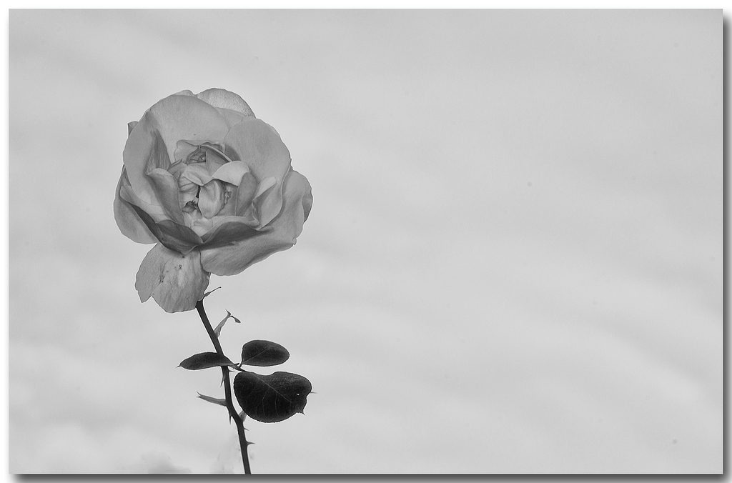 KR DSC 0317 SW