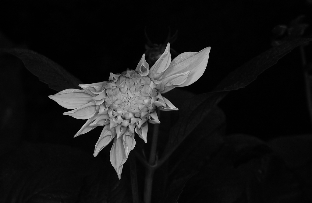 KR DSC 0318 SW