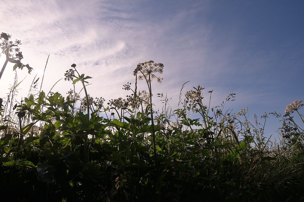 KR DSC 0387