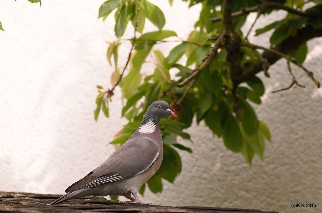 KR DSC 0433