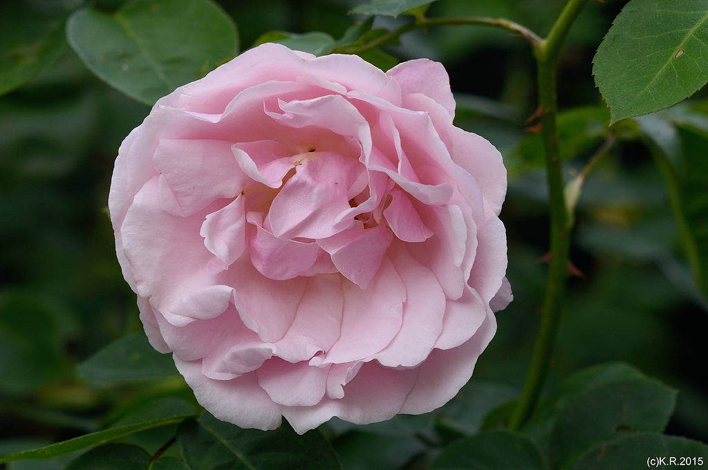 KR DSC 0823
