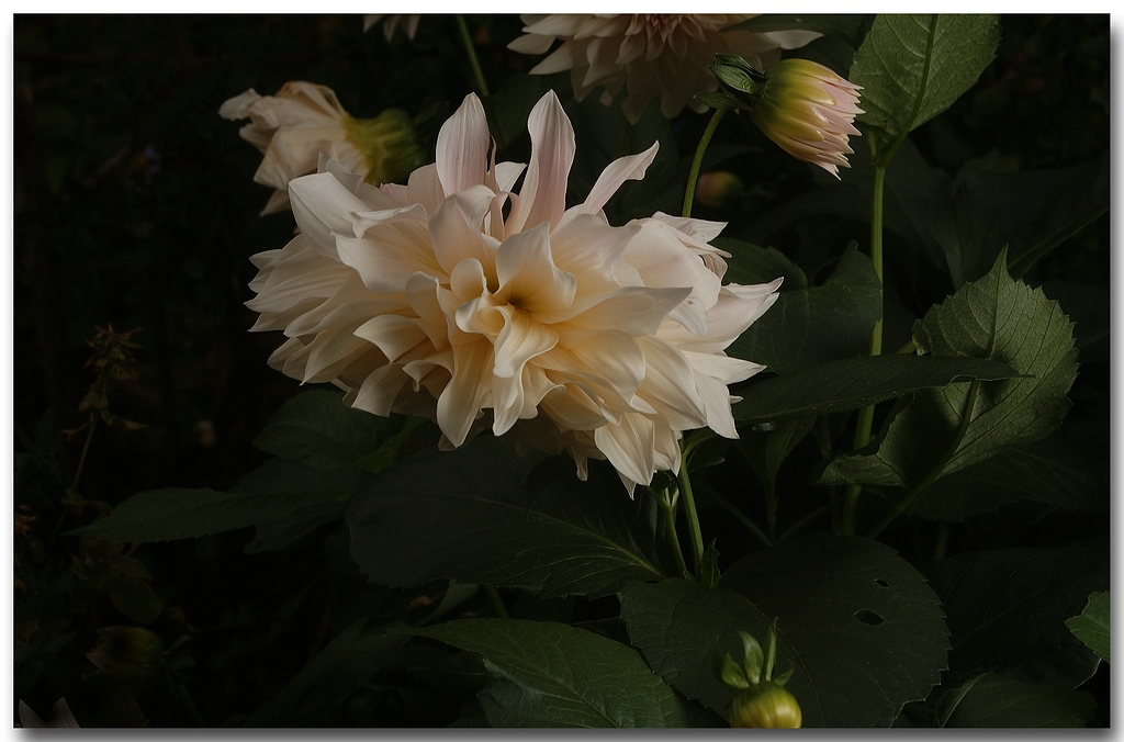 KR DSC 0911 1