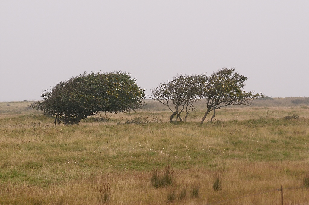 KR DSC 4081