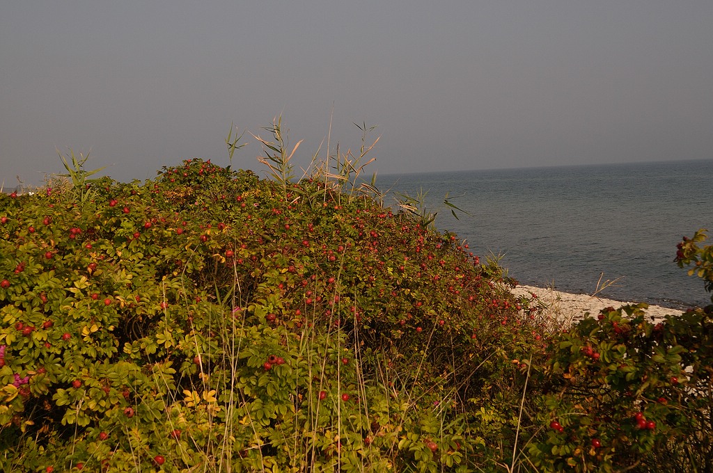 KR DSC 4145
