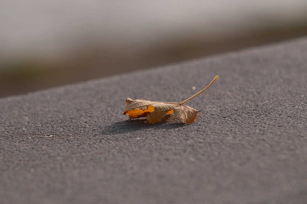 KR DSC 4856