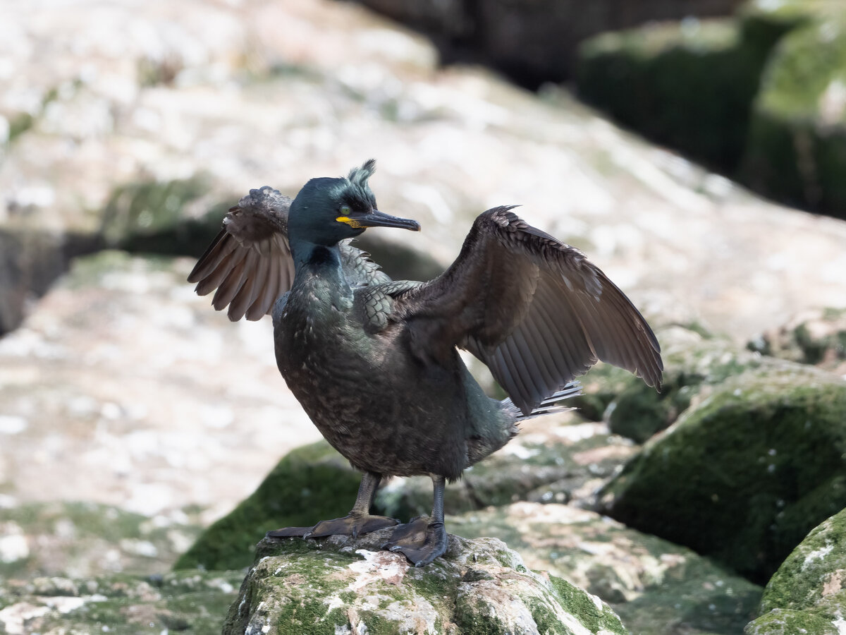 Krähenscharbe Shag.jpg