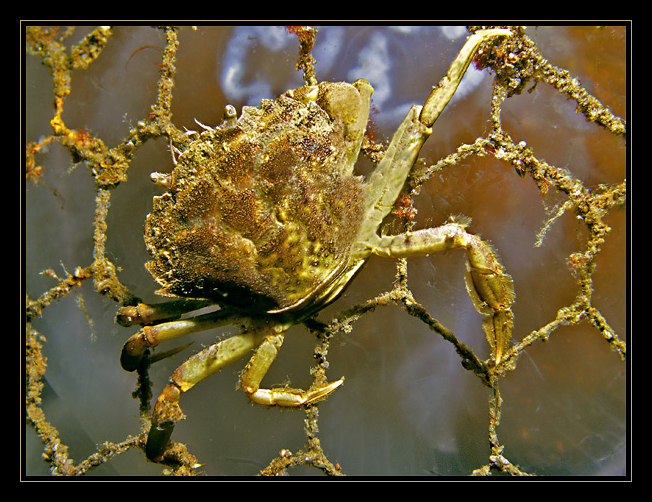 Krabbe im Maschendraht, Ostsee, Eckernförde