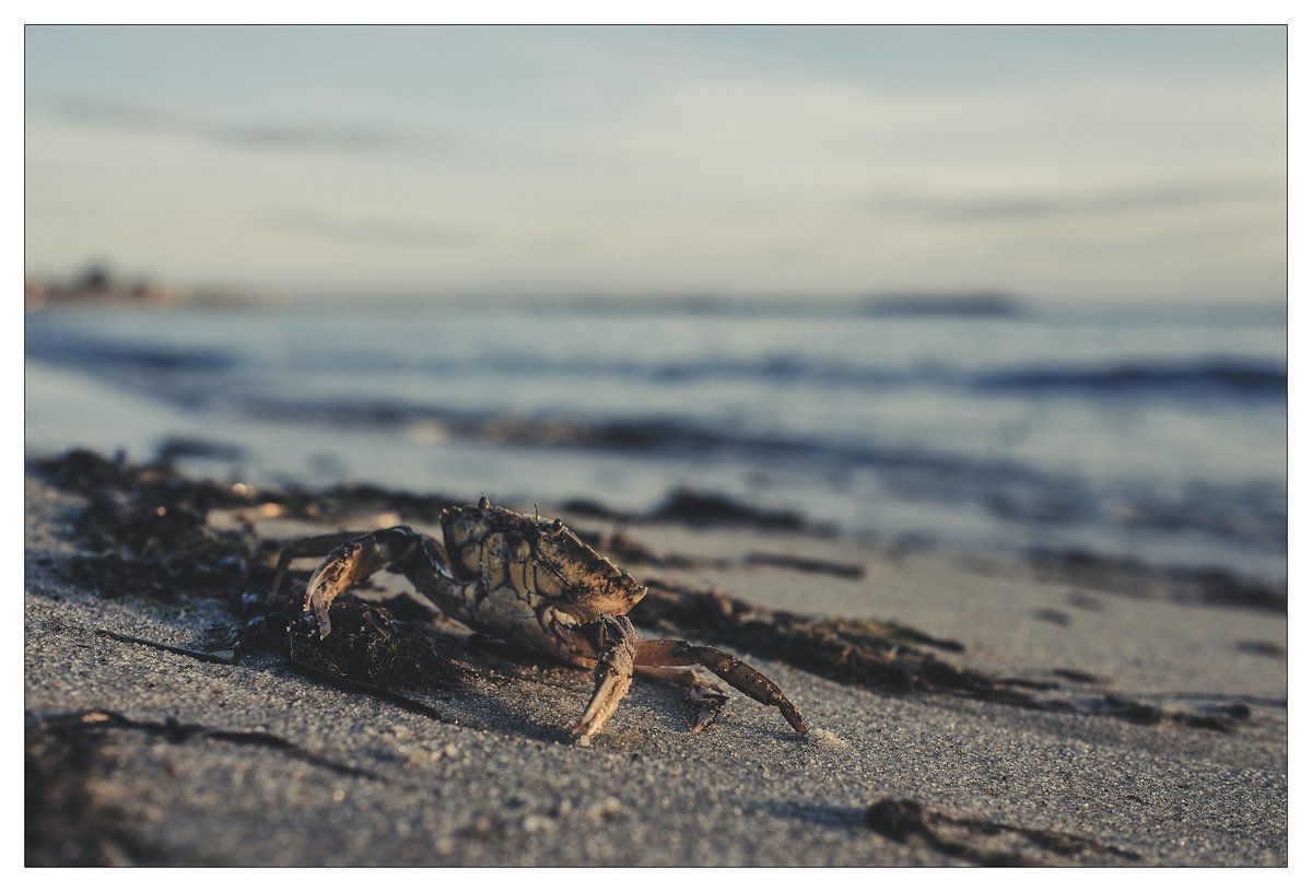 Krabbe Ostsee