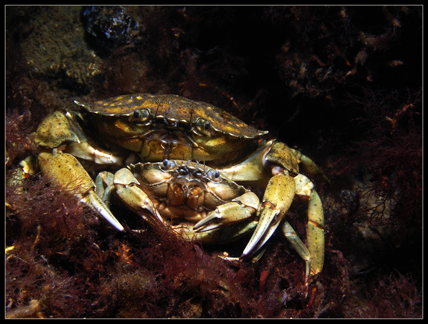 Krabbensex - das Männchen ist obenauf :)
Ostsee, Eckernförde, Mole