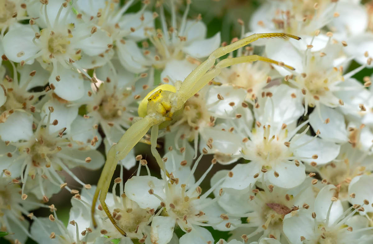 Krabbenspinne 3.jpg