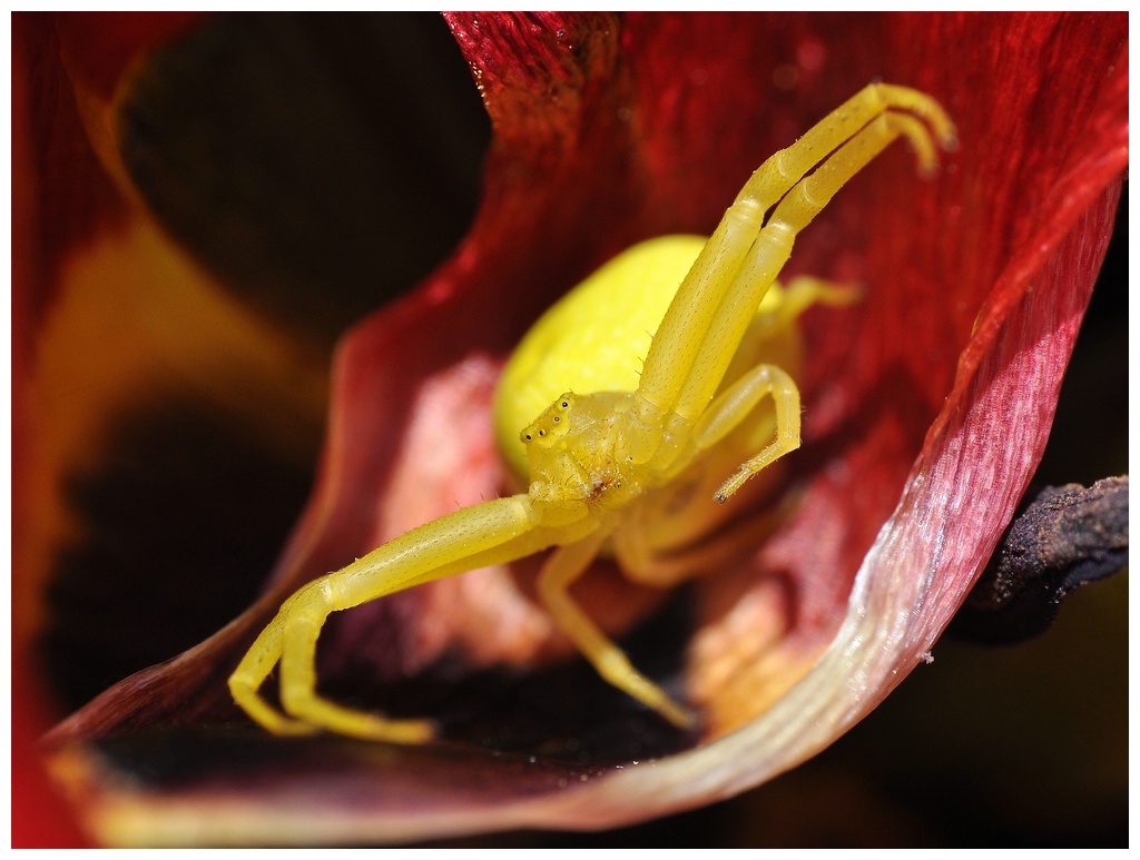 Krabbenspinne auf roter Tulpe