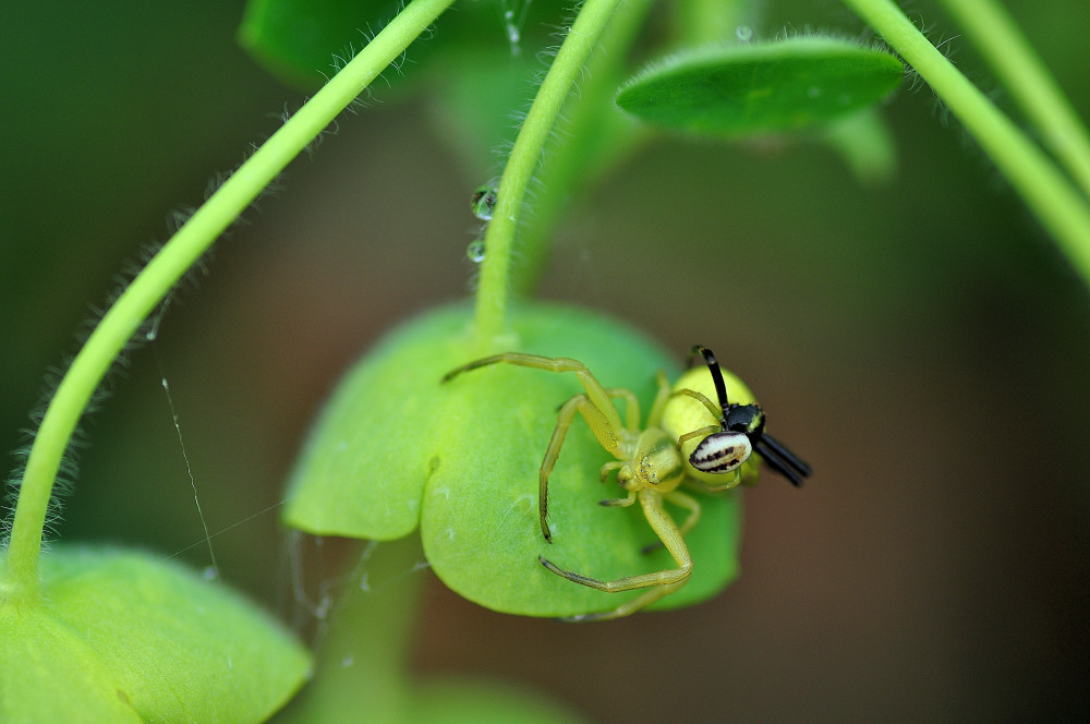 Krabbenspinne mit Männchen