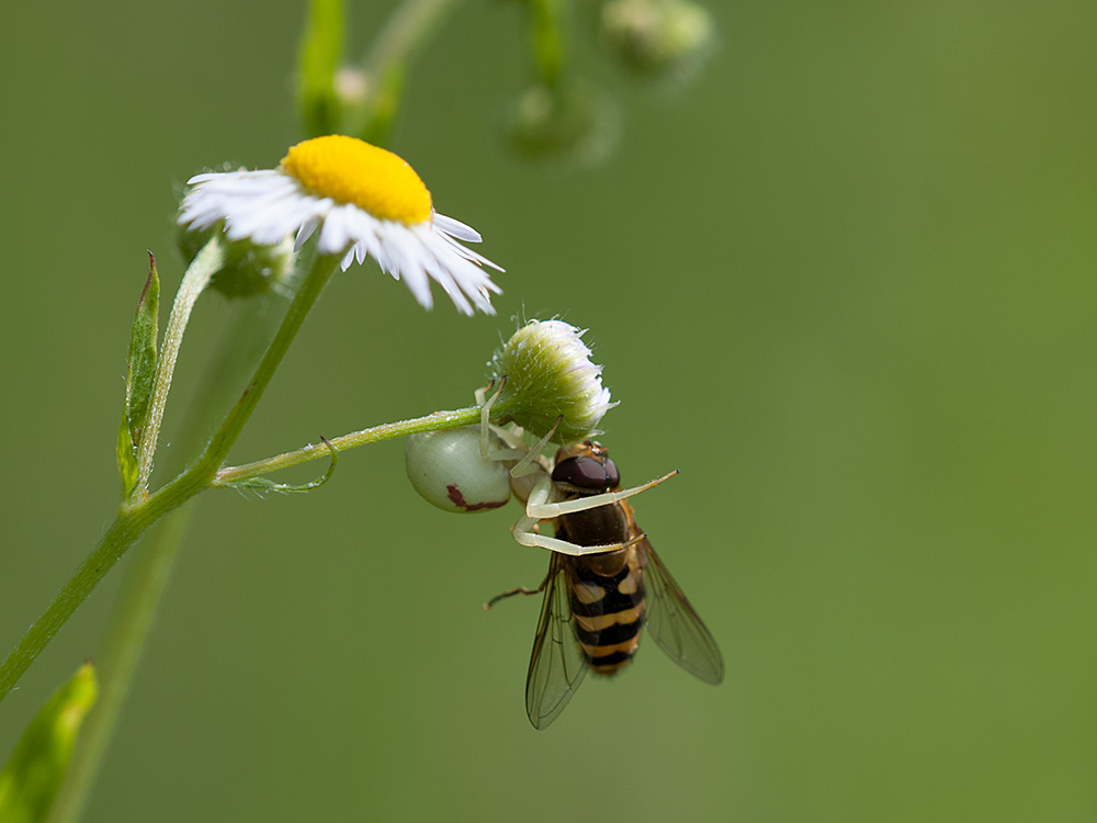 Krabbenspinne mit Schwebflige 02 2013 06 28