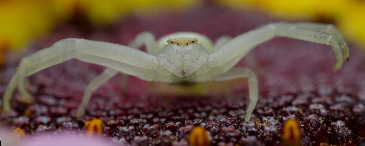 Krabbenspinne P7071763