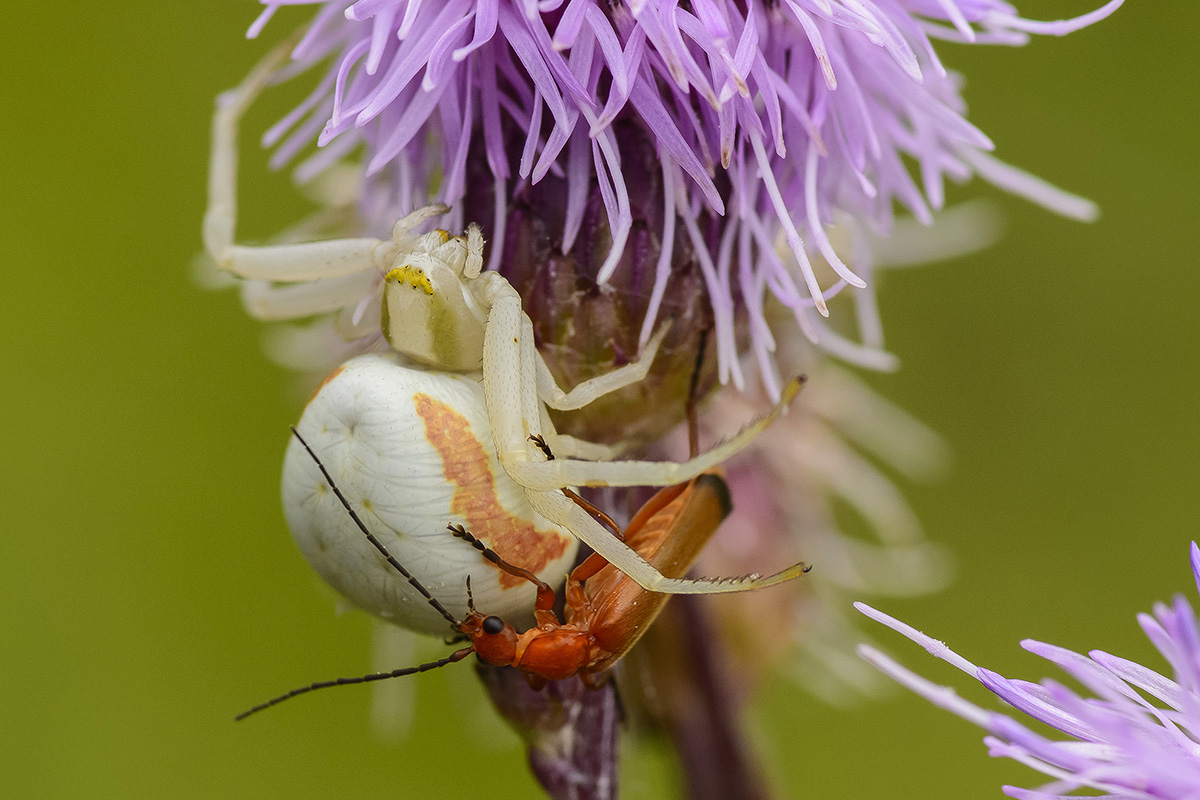 Krabbenspinne