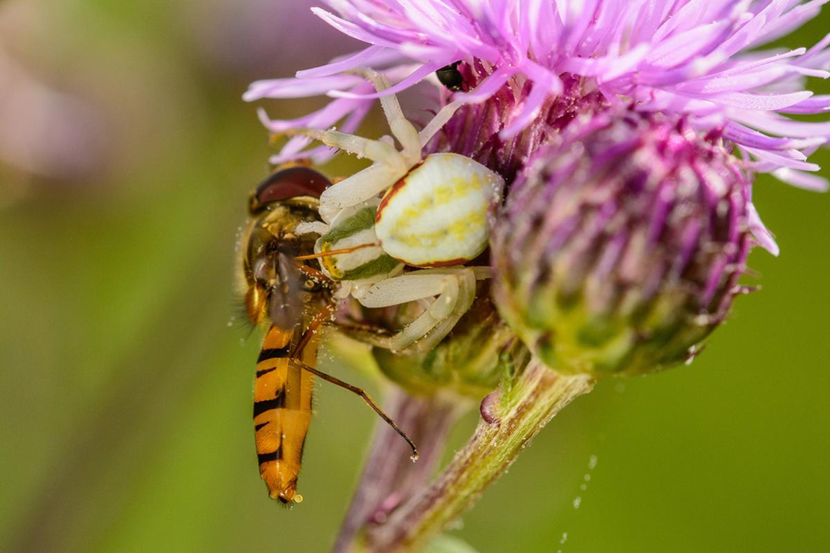 Krabbenspinne3