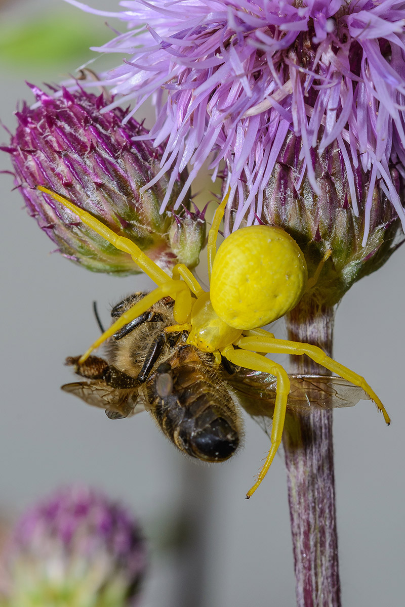 Krabbenspinne4