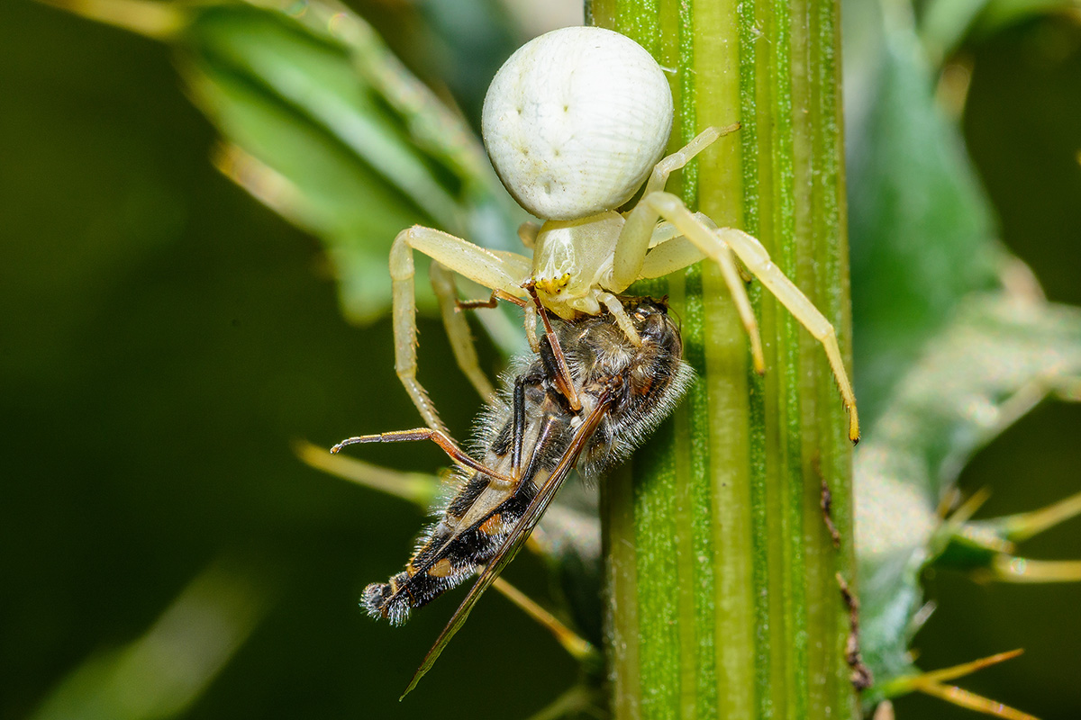 Krabbenspinne5
