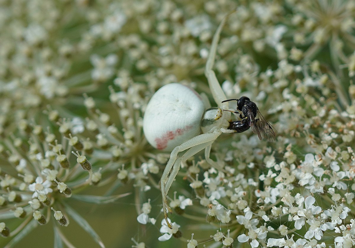 Krabbenspinne_A6400_2.jpg