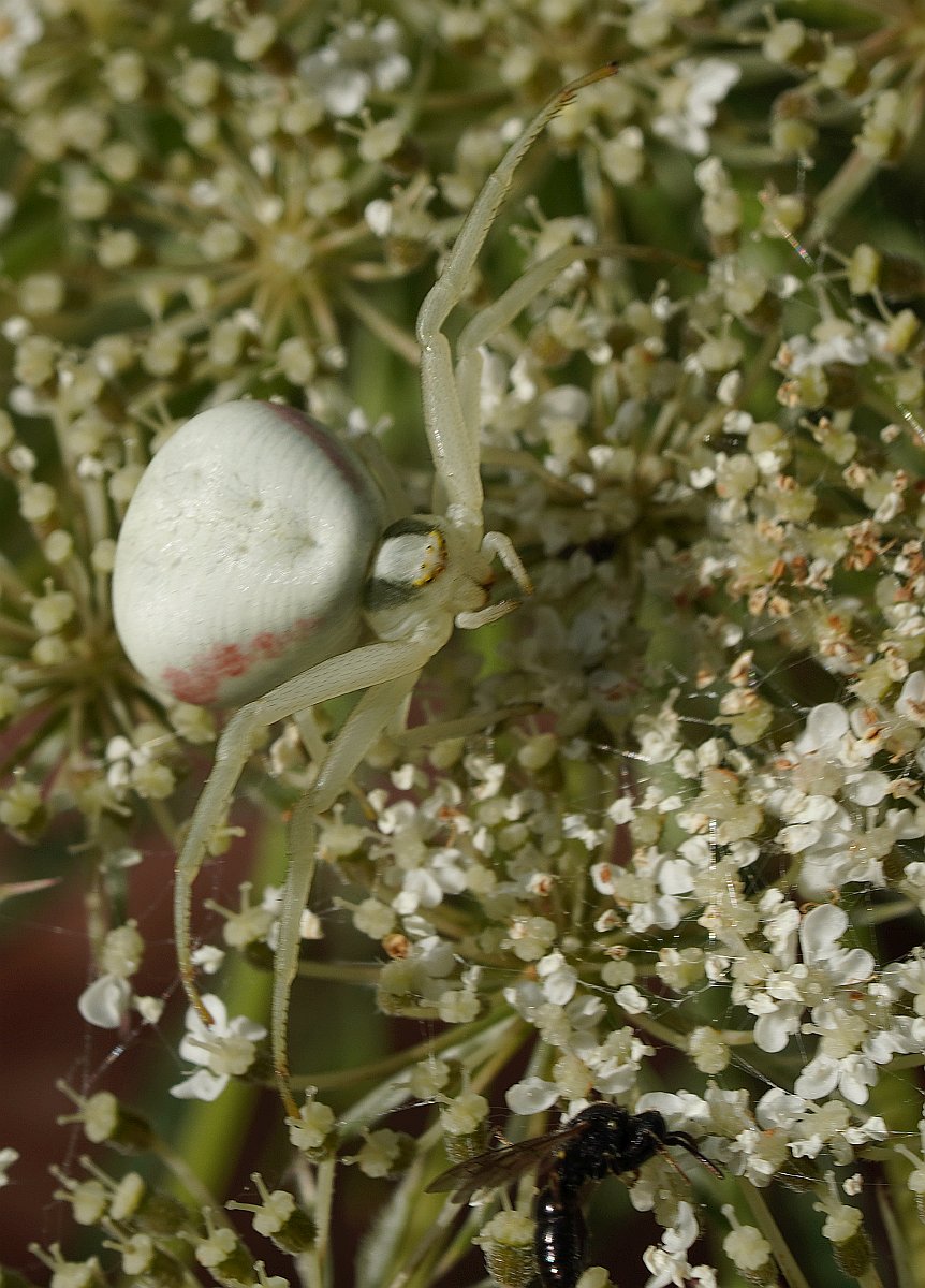 Krabbenspinne_A6400_3.jpg
