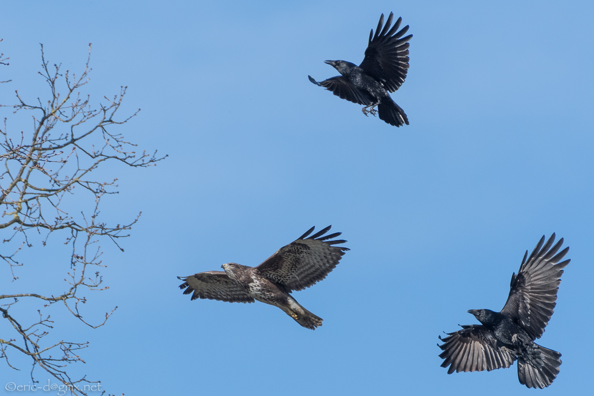 Kraehen jagen Buteo