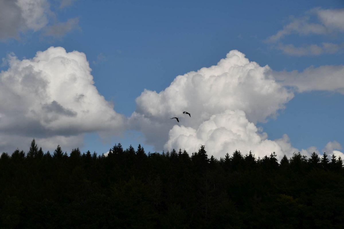 Kranich in den Wolken 2