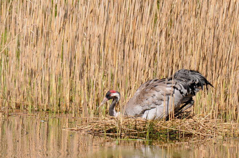 Kranich Nest
