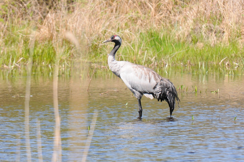 Kranich Teich