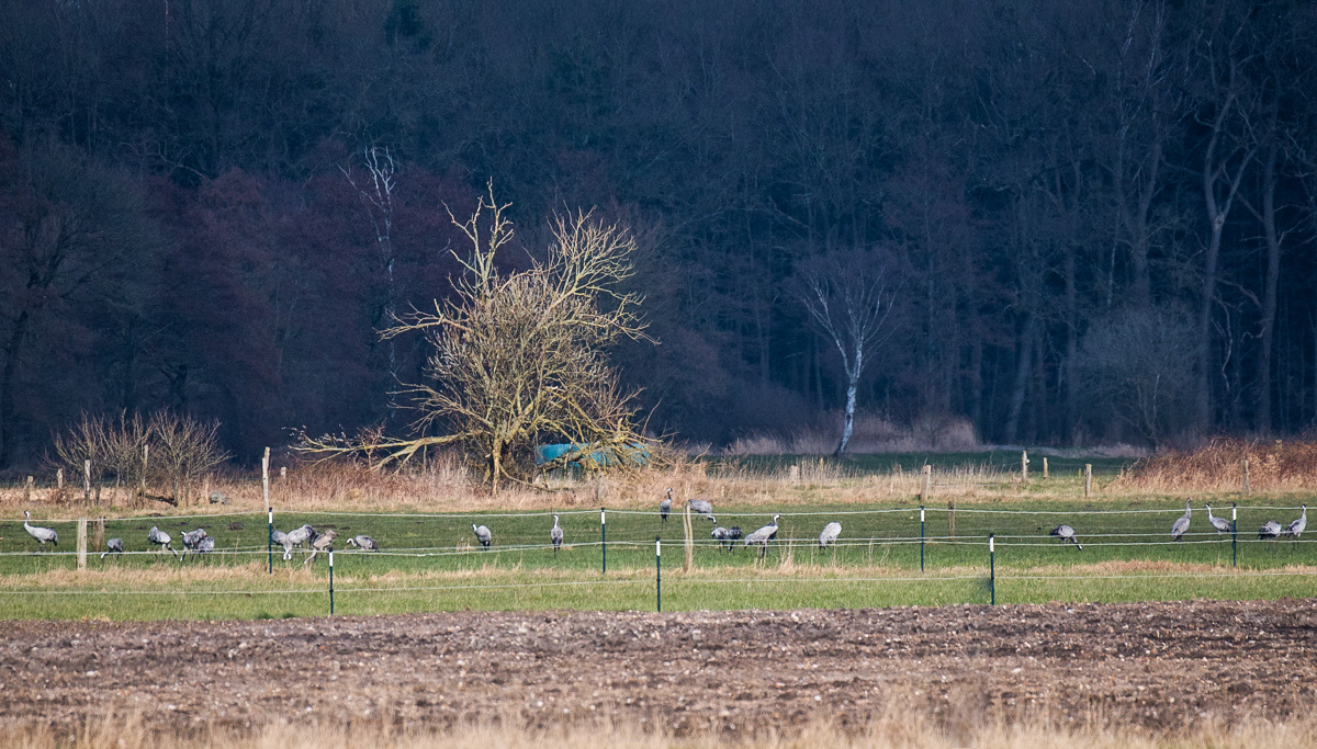 Kranichweide (1 von 1).jpg