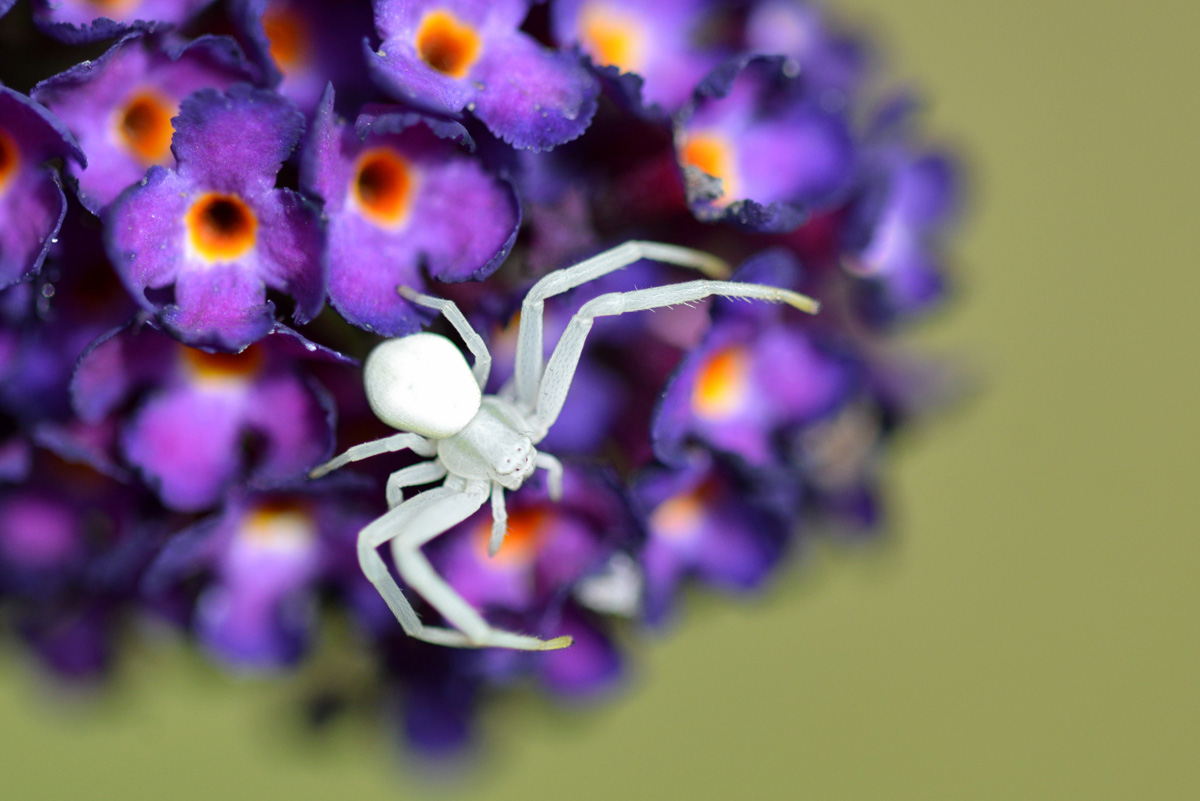 krappenspinne_1200.jpg