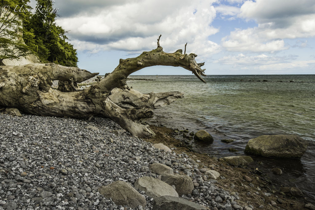 Kreideküste bei Sassnitz 26