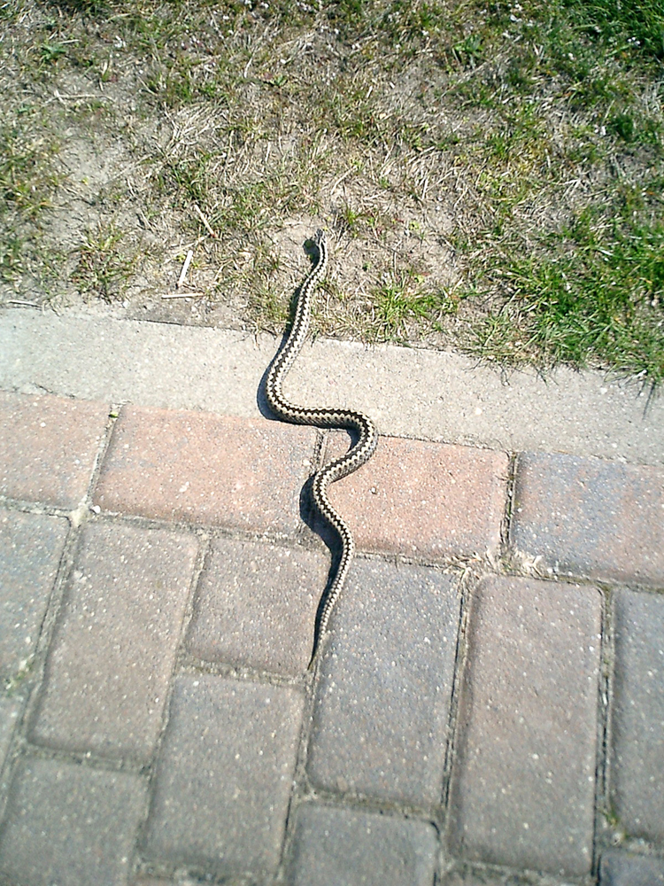 Kreuzotter Hiddensee.jpg