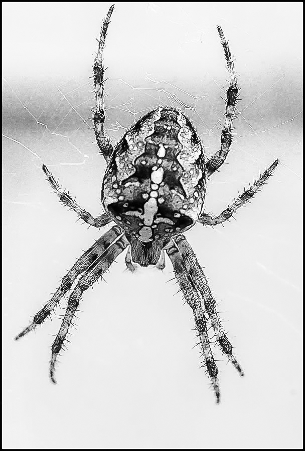 Kreuzspinne oben 1 (1 von 1).JPG