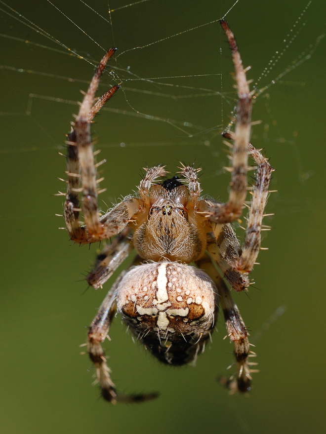 Kreuzspinne