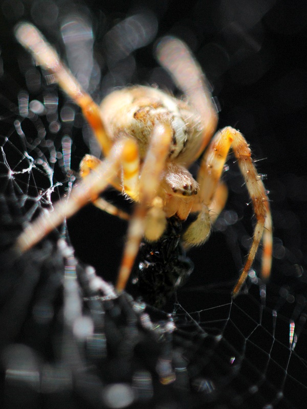 Kreuzspinne