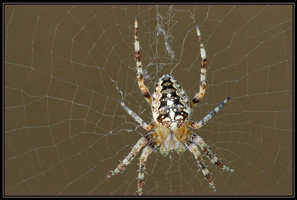 Kreuzspinne