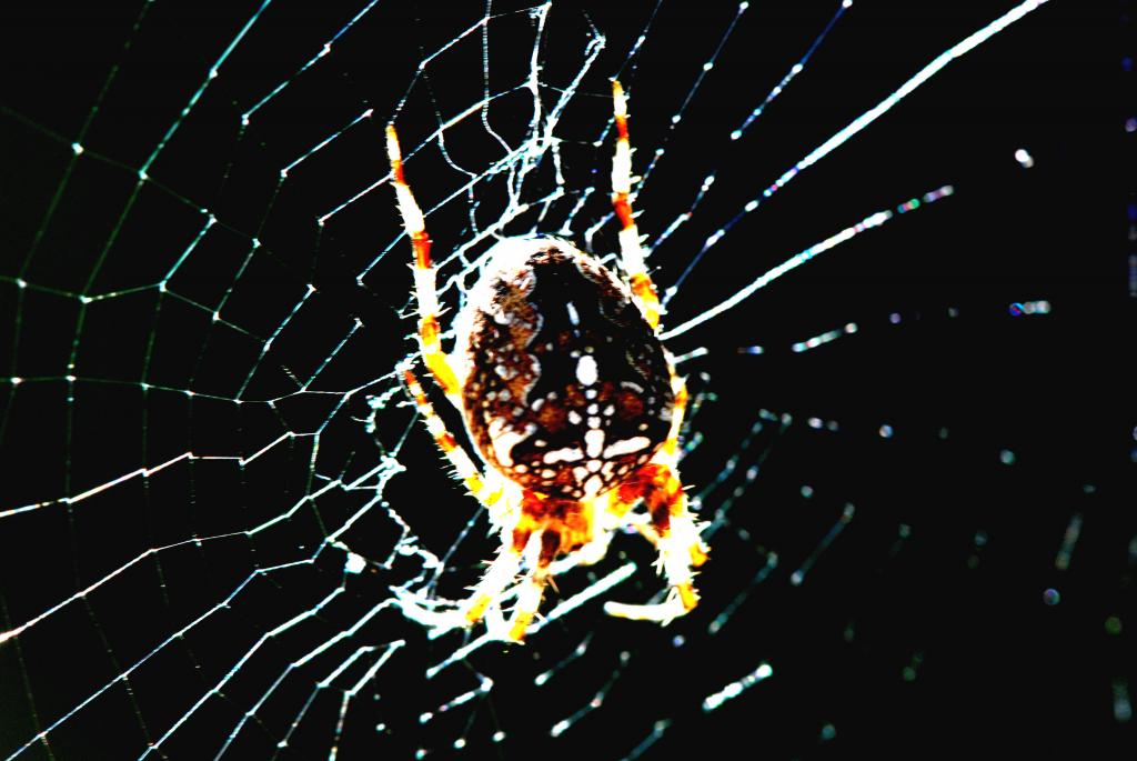 Kreuzspinne