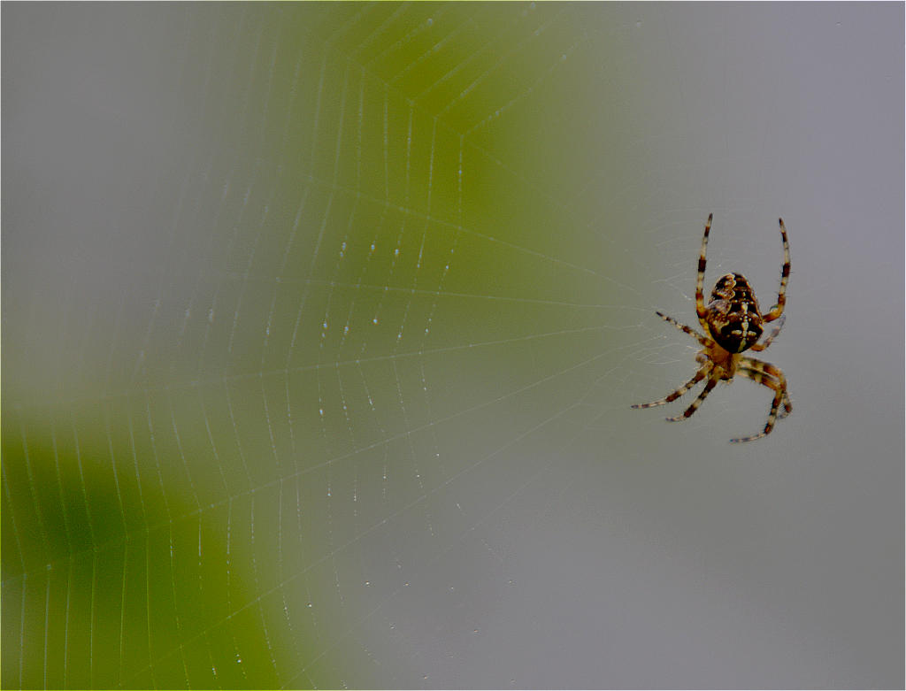 Kreuzspinne