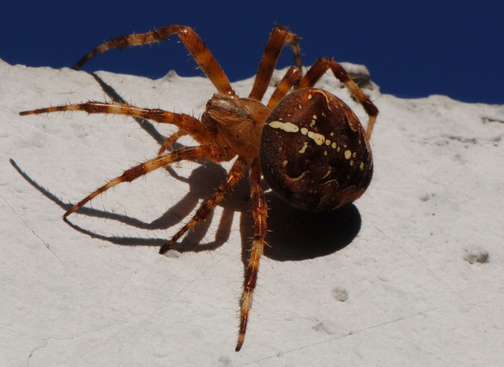 Kreuzspinne