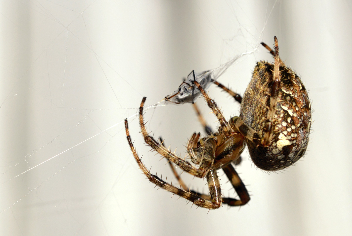 kreuzspinne_1200.jpg