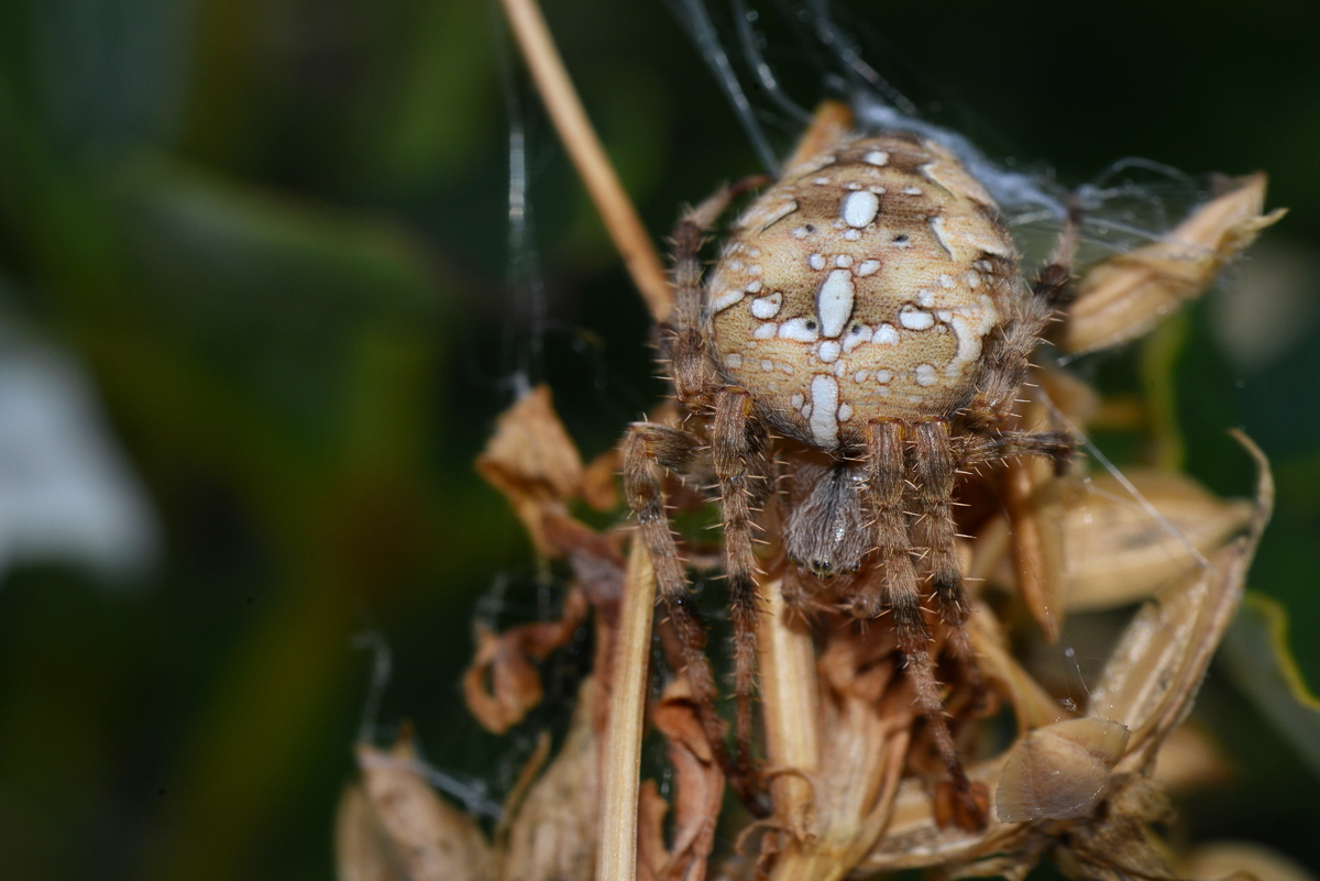kreuzspinne_1200.jpg