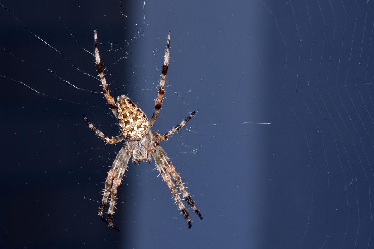 kreuzspinne_1200.jpg