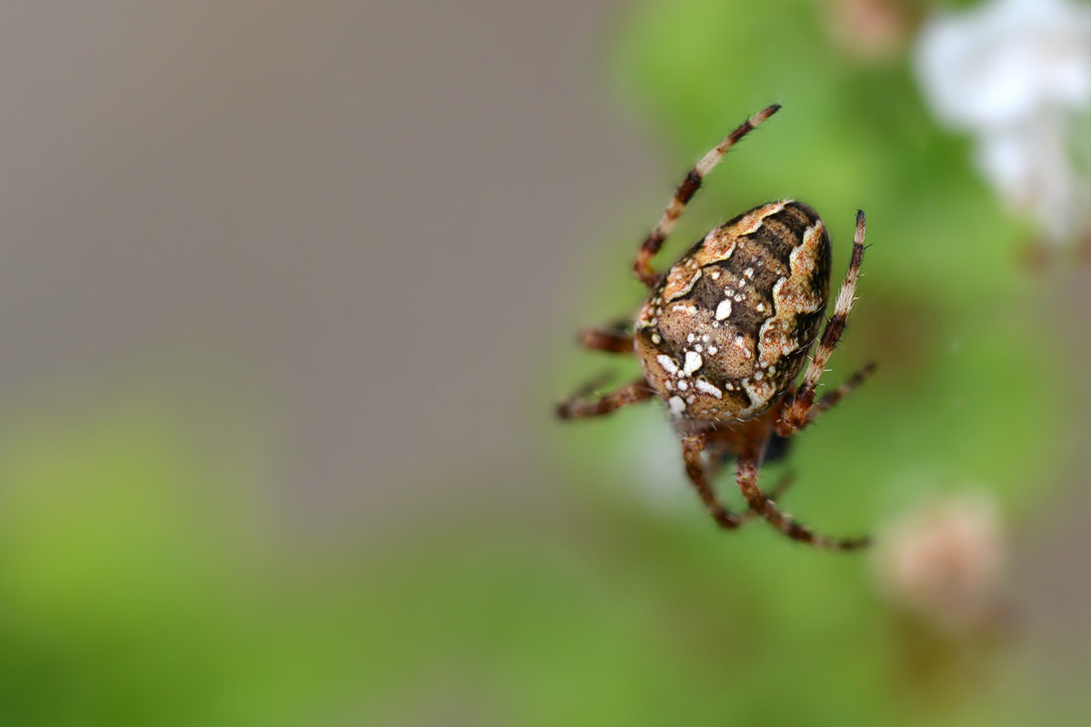 kreuzspinne_1200.jpg