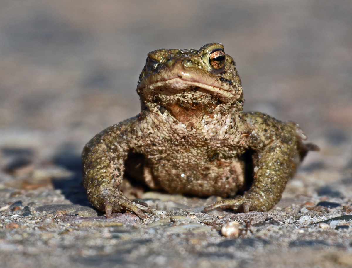 kroete.jpg